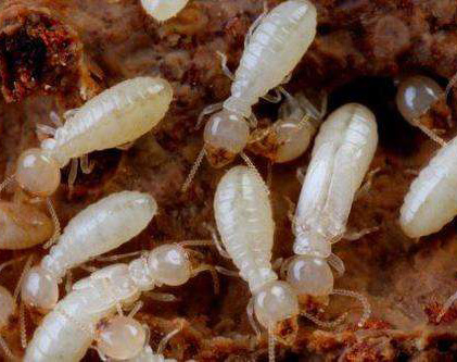 ��ρ����,�L(zh��ng)ɳ�й��^��(qi��ng)�к�����������޹�˾,�L(zh��ng)ɳ����˾,�L(zh��ng)ɳ������,�L(zh��ng)ɳ����,�L(zh��ng)ɳ�к�������ι�˾,�L(zh��ng)ɳ���x��˾,�L(zh��ng)ɳ����빫˾,�L(zh��ng)ɳ���ĺ�,�L(zh��ng)ɳ�����,�L(zh��ng)ɳ��ρ����,�L(zh��ng)ɳ����ȩ, ���Ϝ���˾,���Ϝ�����,���Ϝ���,�����к�������ι�˾,���Ϛ��x��˾,���Ϝ���빫˾,���Ϝ��ĺ�,���Ϝ����,���ϰ�ρ����,���ϳ���ȩ