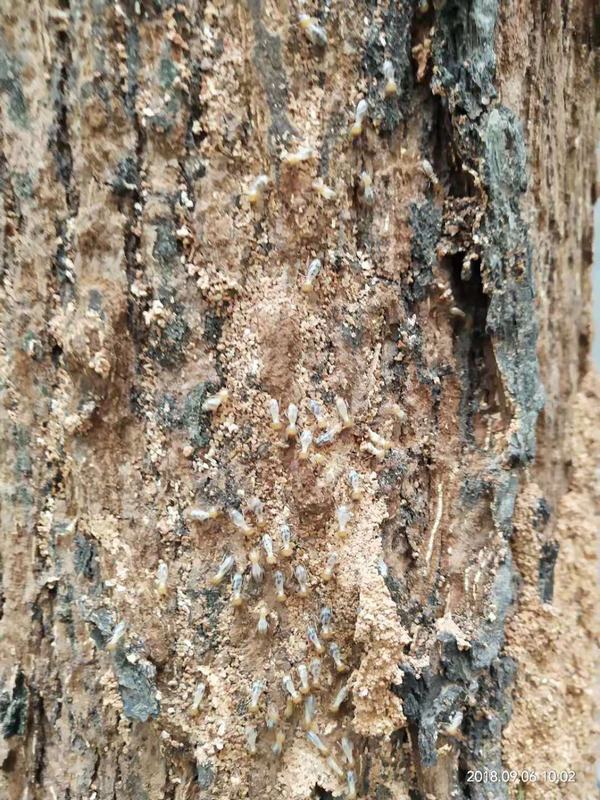 �L(zh��ng)ɳ�@�ַ������x(ch��ng)