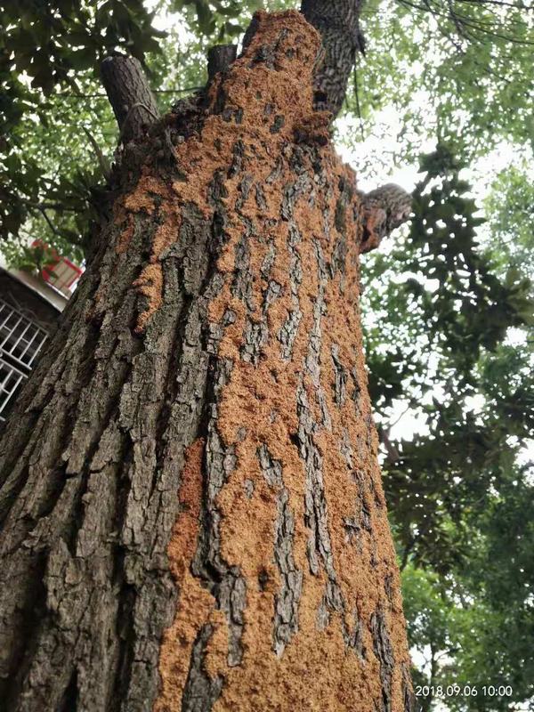 �L(zh��ng)ɳ���@�@�ְ�ρ����