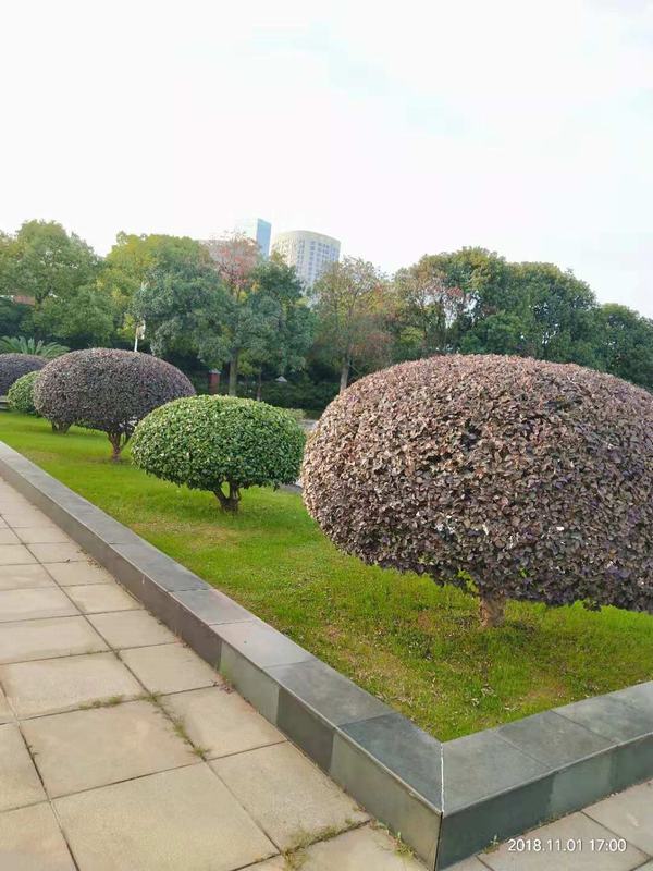 �L(zh��ng)ɳ�@�ַ������x(ch��ng)