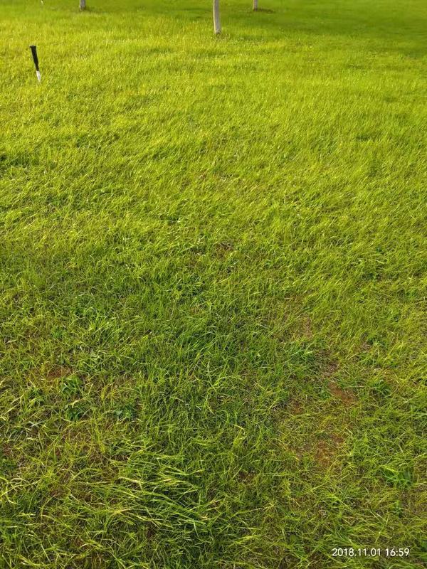 �L(zh��ng)ɳ�@�ַ������x(ch��ng)