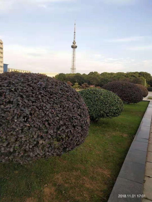 �L(zh��ng)ɳ�@�ַ������x(ch��ng)