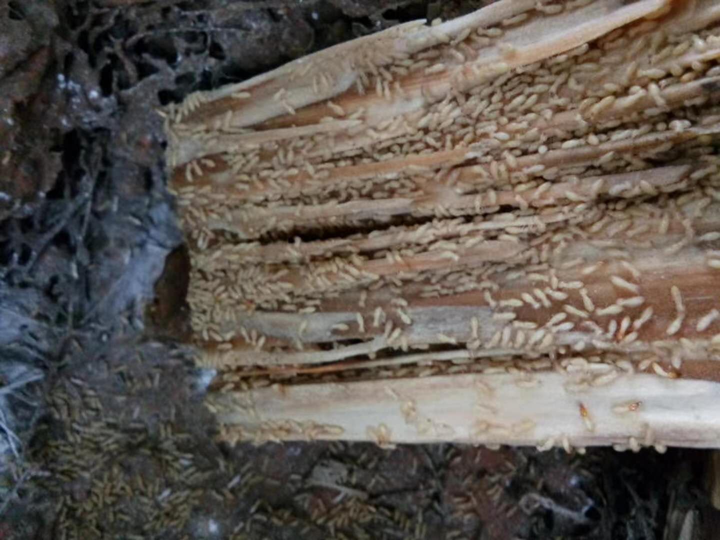 �L(zh��ng)ɳ��ρ����